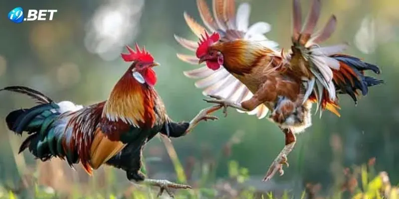 Tổng hợp các loại cược phổ biến trong cá cược đá gà