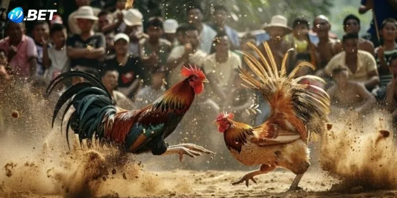 Tổng hợp kinh nghiệm tham gia cá cược đá gà mạnh an toàn