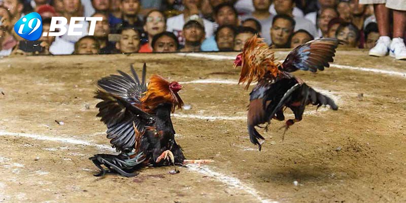 Luật chơi đá gà