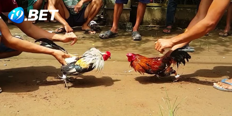 Luật chơi đá gà